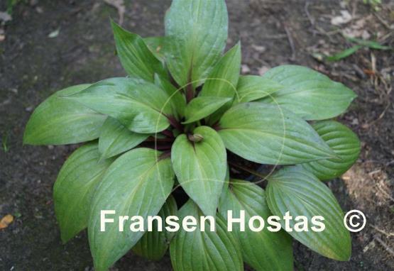 Hosta First Blush - Fransen Hostas NL